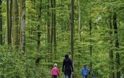 Haftung im Wald