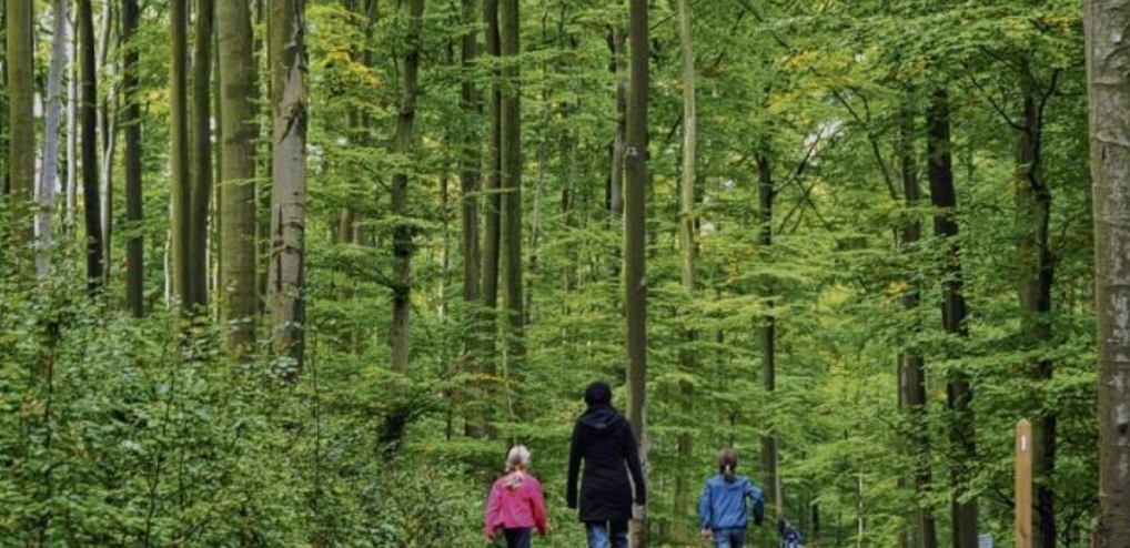 Haftung im Wald