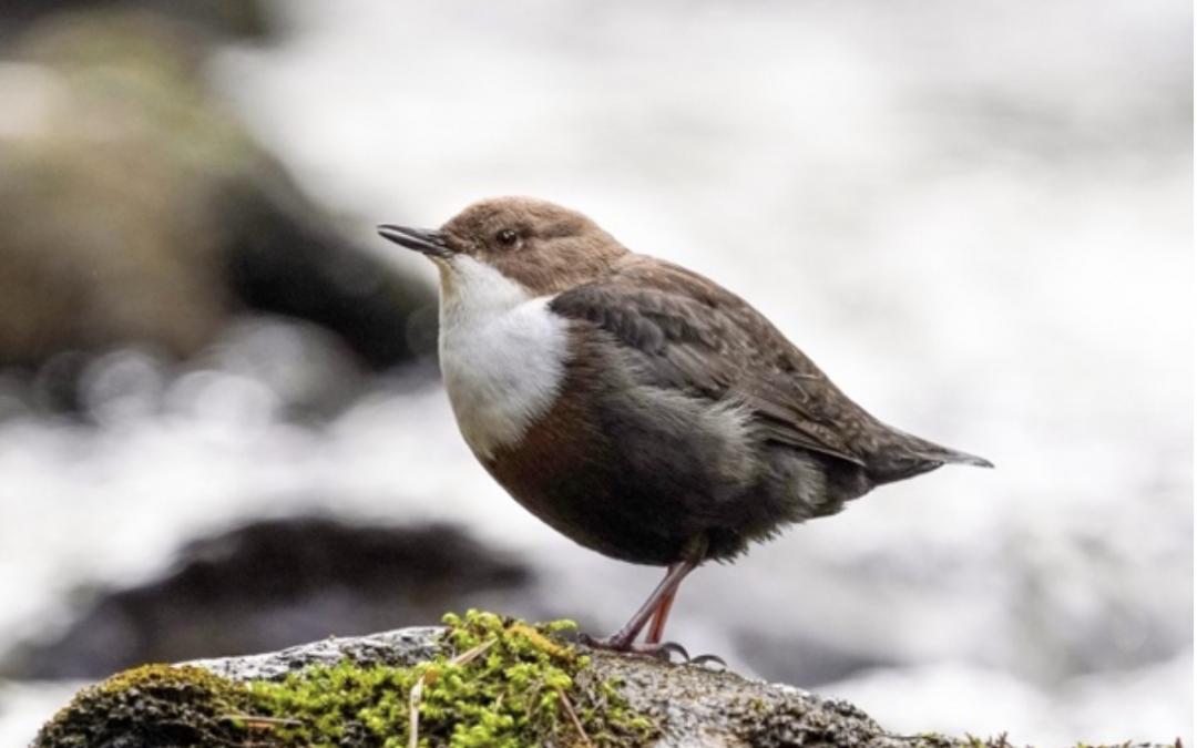 Maturaarbeit über die Wasseramsel prämiert